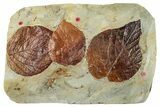 Wide Plate with Three Fossil Leaves (Two Species) - Montana #262702-1